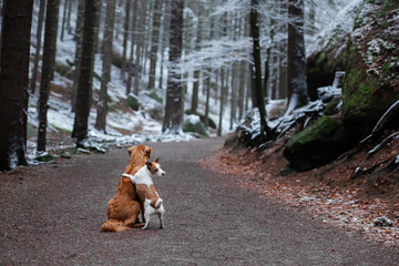 dog hugging. Pets in nature in winter. Cute Animals are friends. Small and big dog together. Toller and Jack Russell Terrier