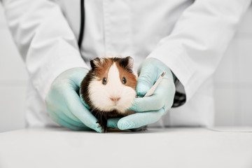 Cute hamster sitting in hands of vet doctor.