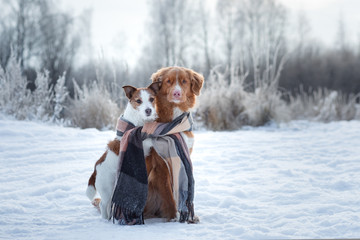 dog hugging. Pets in nature in winter. Cute Animals are friends. Small and big dog together. Toller and Jack Russell Terrier