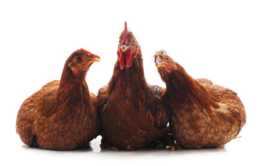 Three brown chickens.