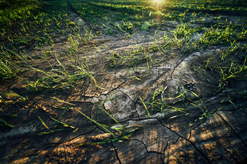 Young corn field in brown soil at sunset in detail bokeh view. green and brown warm look on evening wide angle shot with long small shadows