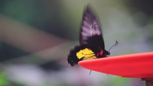 beautiful butterfly sits on a saucer and flaps its wings