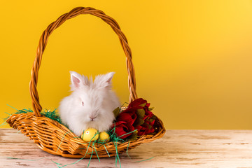 Little bunny in basket with decorated easter eggs and tulips