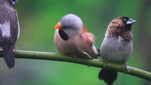 beautiful cute birds groom each other