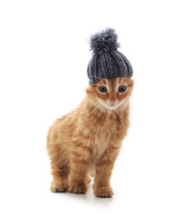 A cat in a hat.