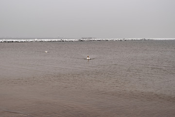 On a cold winter day, two white swans swim in the Baltic Sea.