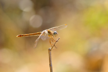 Macro shots, Beautiful nature scene dragonfly. 