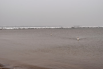 On a cold winter day, two white swans swim in the Baltic Sea.