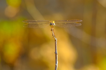 Macro shots, Beautiful nature scene dragonfly. 