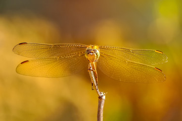 Macro shots, Beautiful nature scene dragonfly. 