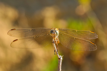 Macro shots, Beautiful nature scene dragonfly. 