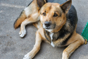 outbred guard dog portrait