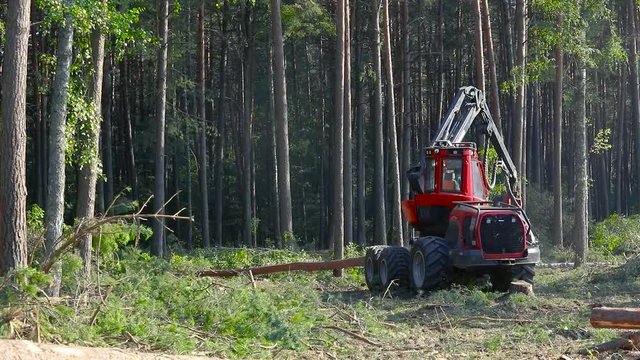 A cut-to-length (CTL) forest harvester. Pine Forest Harvesting Machine. Logging Equipment. The forestry industry. The harvester lumberjack working in a forest. Forest Wheeled Harvesters.