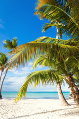 Fototapeta na wymiar Coconut palm trees at pristine bounty beach