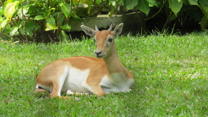 venado colombiano