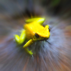 Poison Dart Frog - Dendrobates with copy space. Animals and wildlife theme.