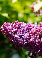 Vibrant purple lilac blooming in the spring garden in may. Springtime wallpaper.
