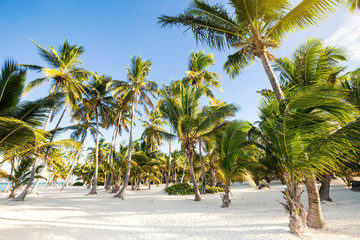 Fototapeta na wymiar Coconut palm trees at pristine bounty beach