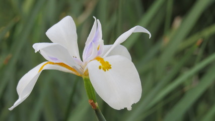 orquidea blanca