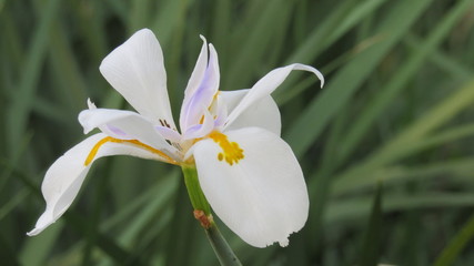Obraz premium orquidea blanca