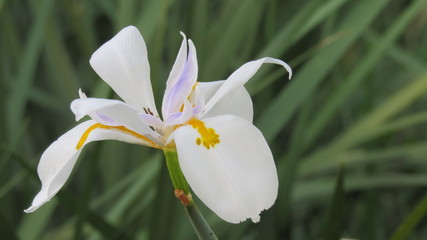 orquidea blanca