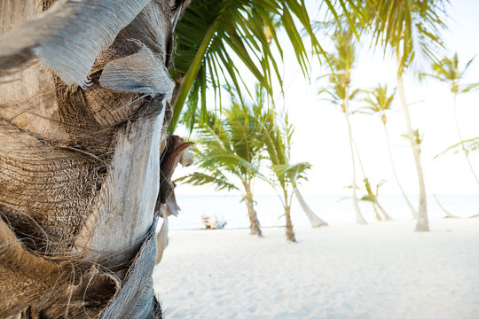 Coconut palm trees an pristine bounty beach