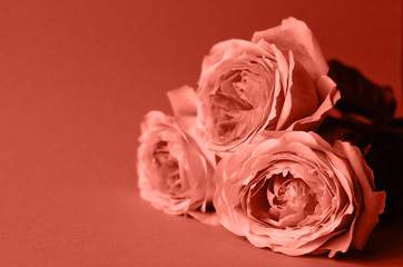 Fototapeta premium Bouquet of roses in a fashionable coral color.