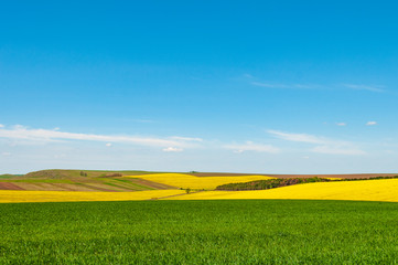 Fototapeta na wymiar Colorful spring landscape with green wheat and blooming rapeseed