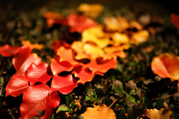 Autumn leaves of different colors. Autumn concept