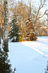 Winter landscape in a park with conifers on a sunny day
