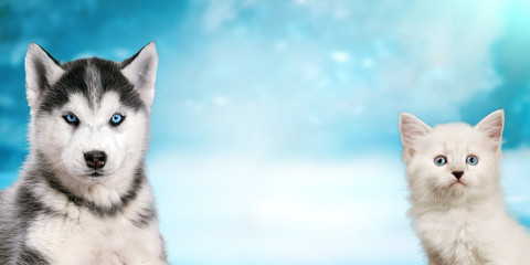 Cat and dog together on bright light snow background, neva masquerade, siberian husky looks straight. Christmas mood