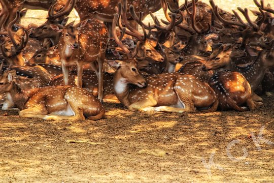 A group of deer called herd © kethan