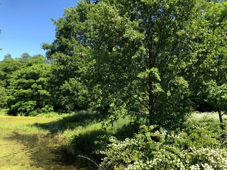 trees in the forest