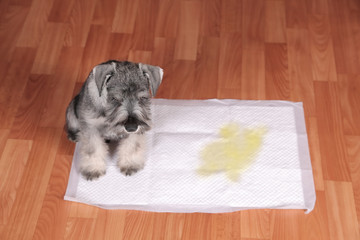 Fototapeta na wymiar schnauzer puppy and urine puddle in dog diaper.