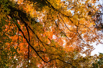 Vibrant autumn colors on a sunny day in the forest