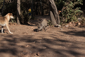 Big wild boar running between tourist in Turkey