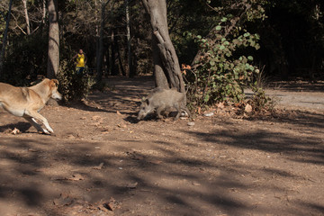 Big wild boar running between tourist in Turkey
