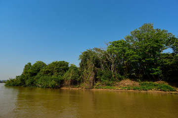 Fototapeta premium River landscape and jungle,Pantanal, Brazil
