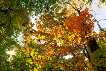 Vibrant autumn colors on a sunny day in the forest