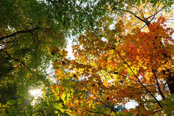 Vibrant autumn colors on a sunny day in the forest