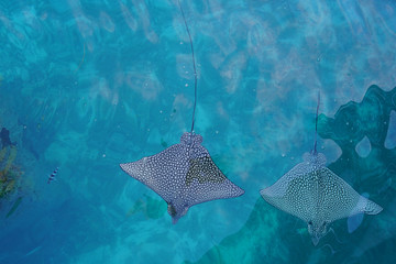 Underwater view of a school of wild Spotted Eagle Ray (Aetobatus narinari) fish swimming in the...
