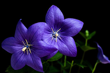 Blue Platycodon Flowers on Black Background