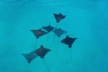 Underwater view of a school of wild Spotted Eagle Ray (Aetobatus narinari) fish swimming in the Bora Bora lagoon, French Polynesia - Powered by Adobe