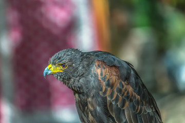 Detailed view of a gray hawk, gray and orange feathers, expressive look