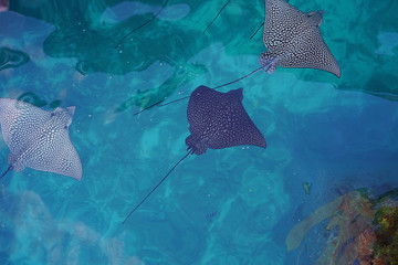 Underwater view of a school of wild Spotted Eagle Ray (Aetobatus narinari) fish swimming in the...