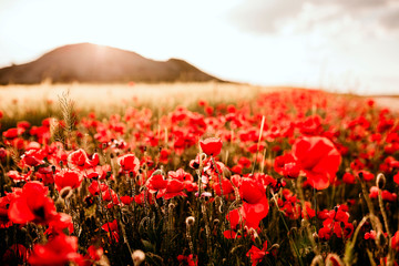 Obraz premium Landscape with nice sunset over poppy field. Spring concept