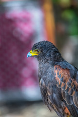 Detailed view of a gray hawk, gray and orange feathers, expressive look