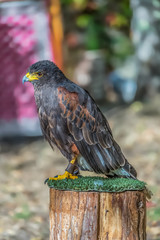 Detailed view of a gray hawk, gray and orange feathers, expressive look