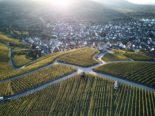 vineyards landscape on the hill from top with drone, green structure nature, dji