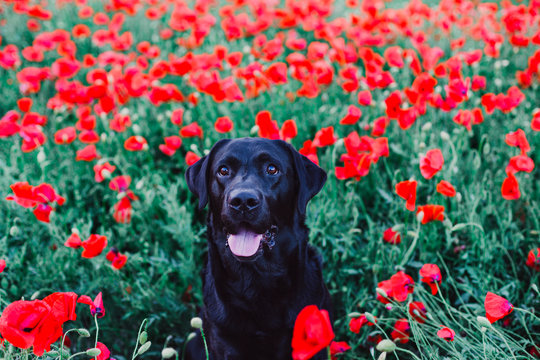 portrait outdoors of a beautiful black labrador standing in a poppy field at sunset. Spring concept